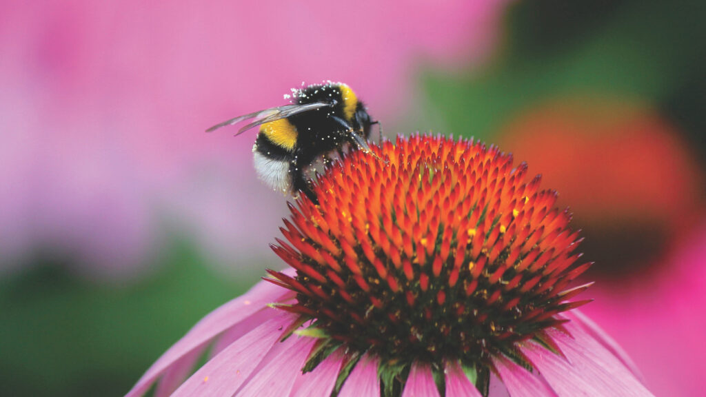 Bumblebee hard at work